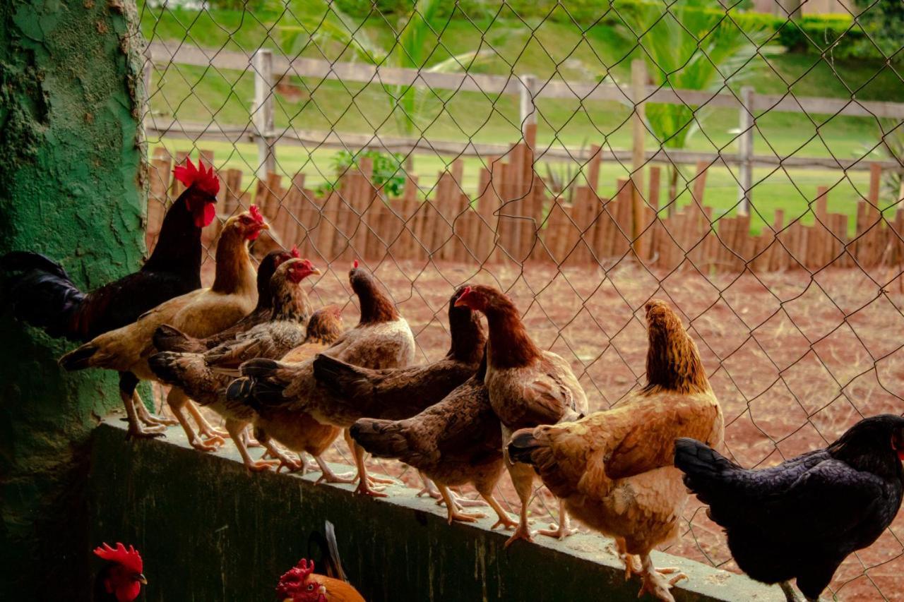 Fazenda Vale Amanhecer 鄉村民宿 *