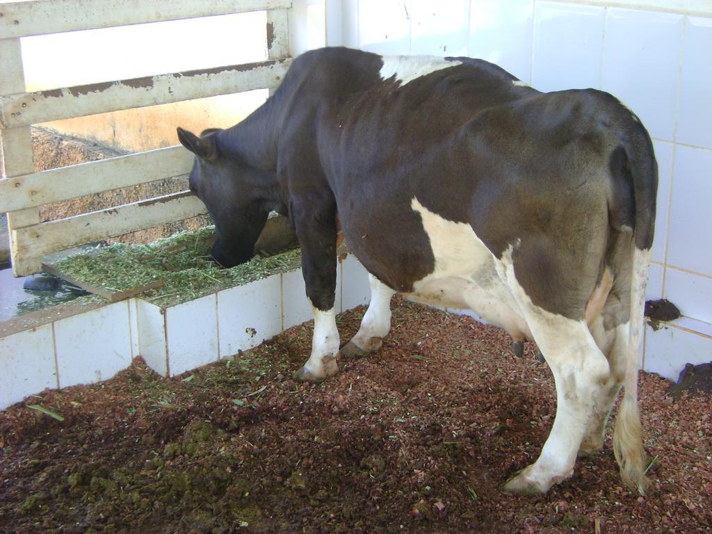鄉村民宿 Fazenda Vale Amanhecer